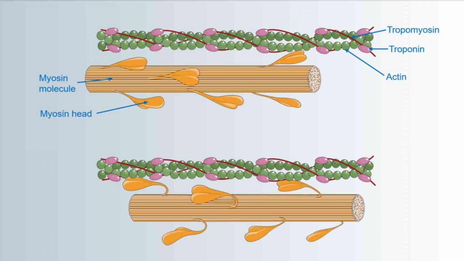 Difference Between Actin and Myosin - Eduvast.com