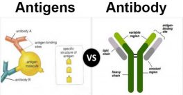 Difference Between Antigen and Antibody