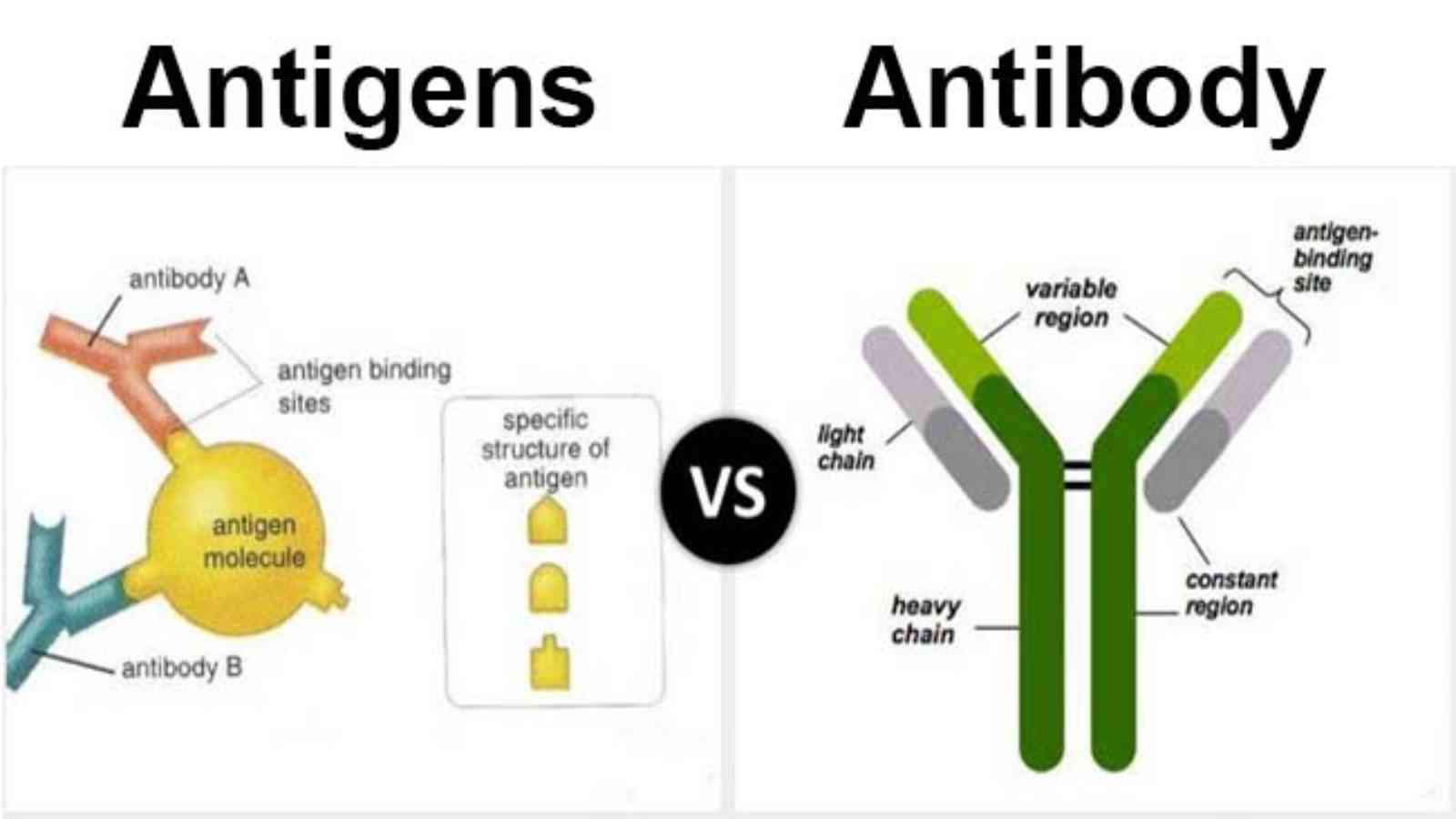 presentation of antigen means