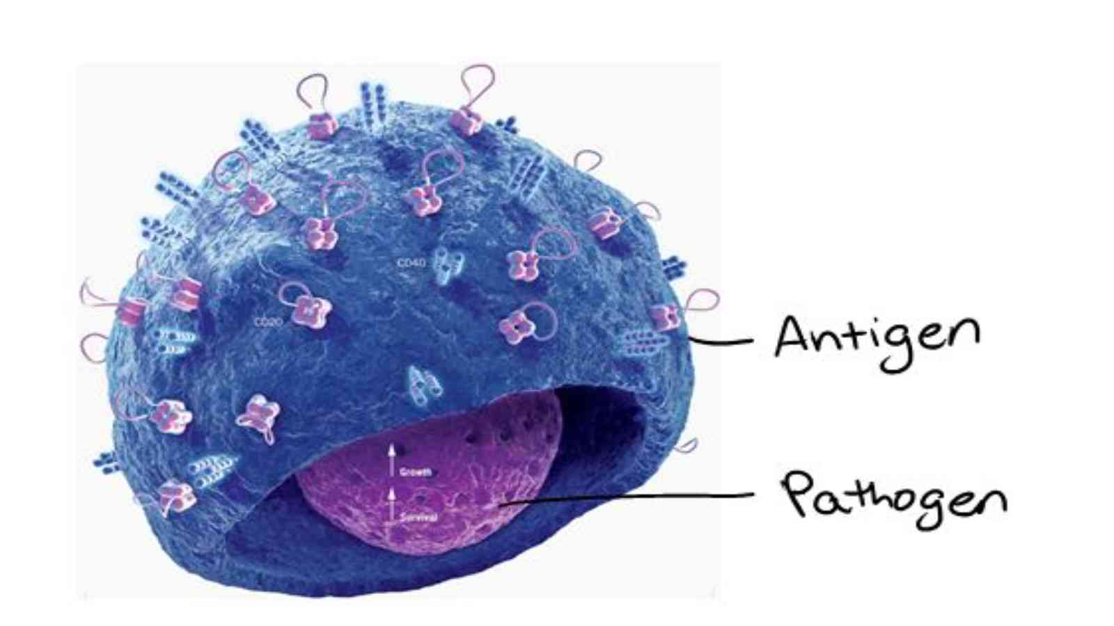 Difference Between Antigen and Pathogen