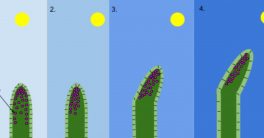Difference Between Auxin and Gibberellin