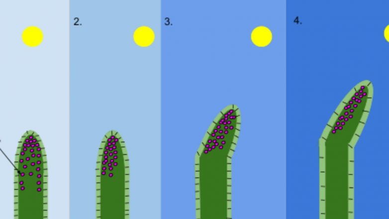 Difference Between Auxin and Gibberellin