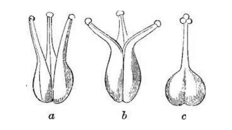 Difference Between Carpel and Pistil