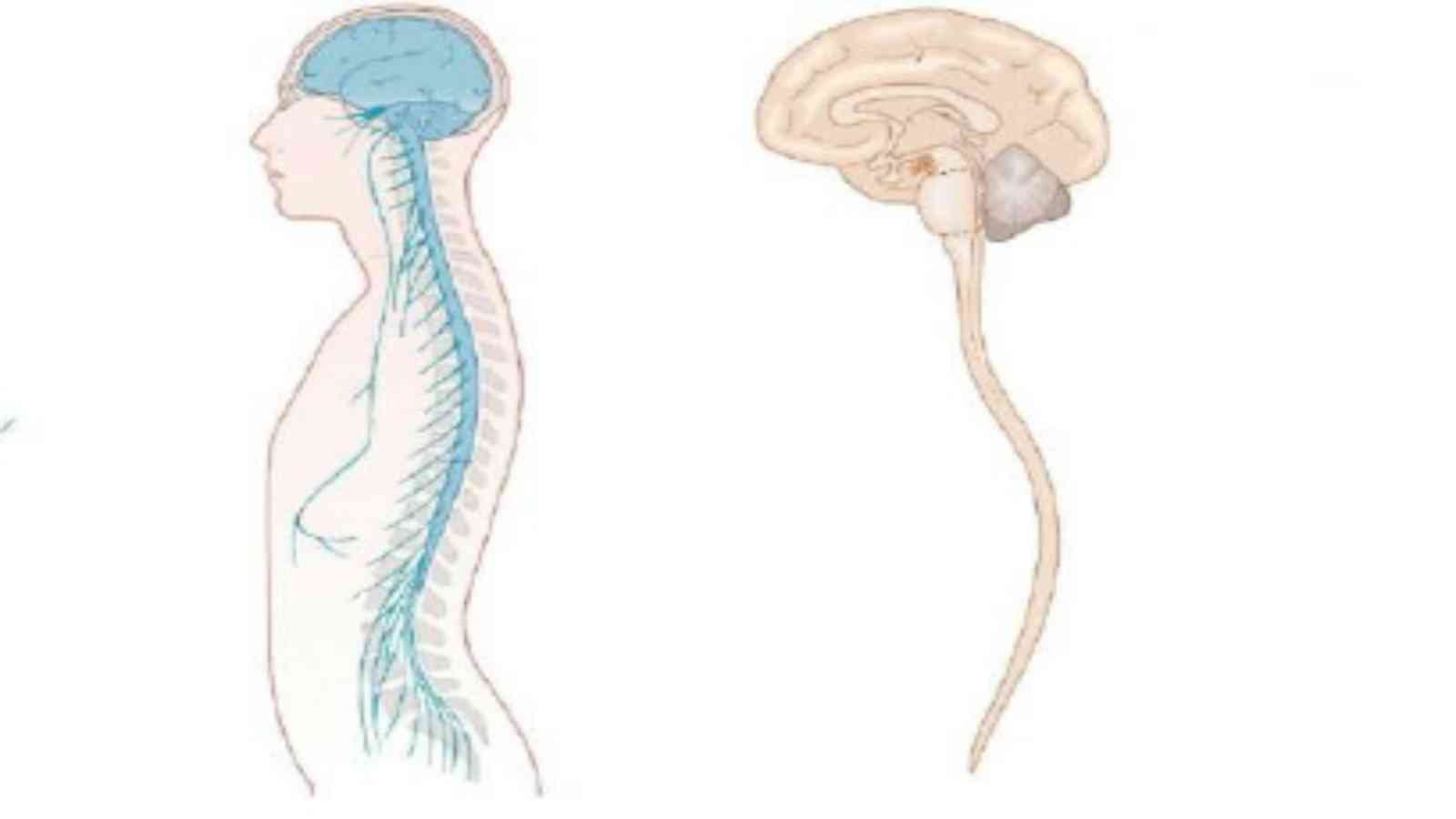 Difference Between Brain and Spinal Cord