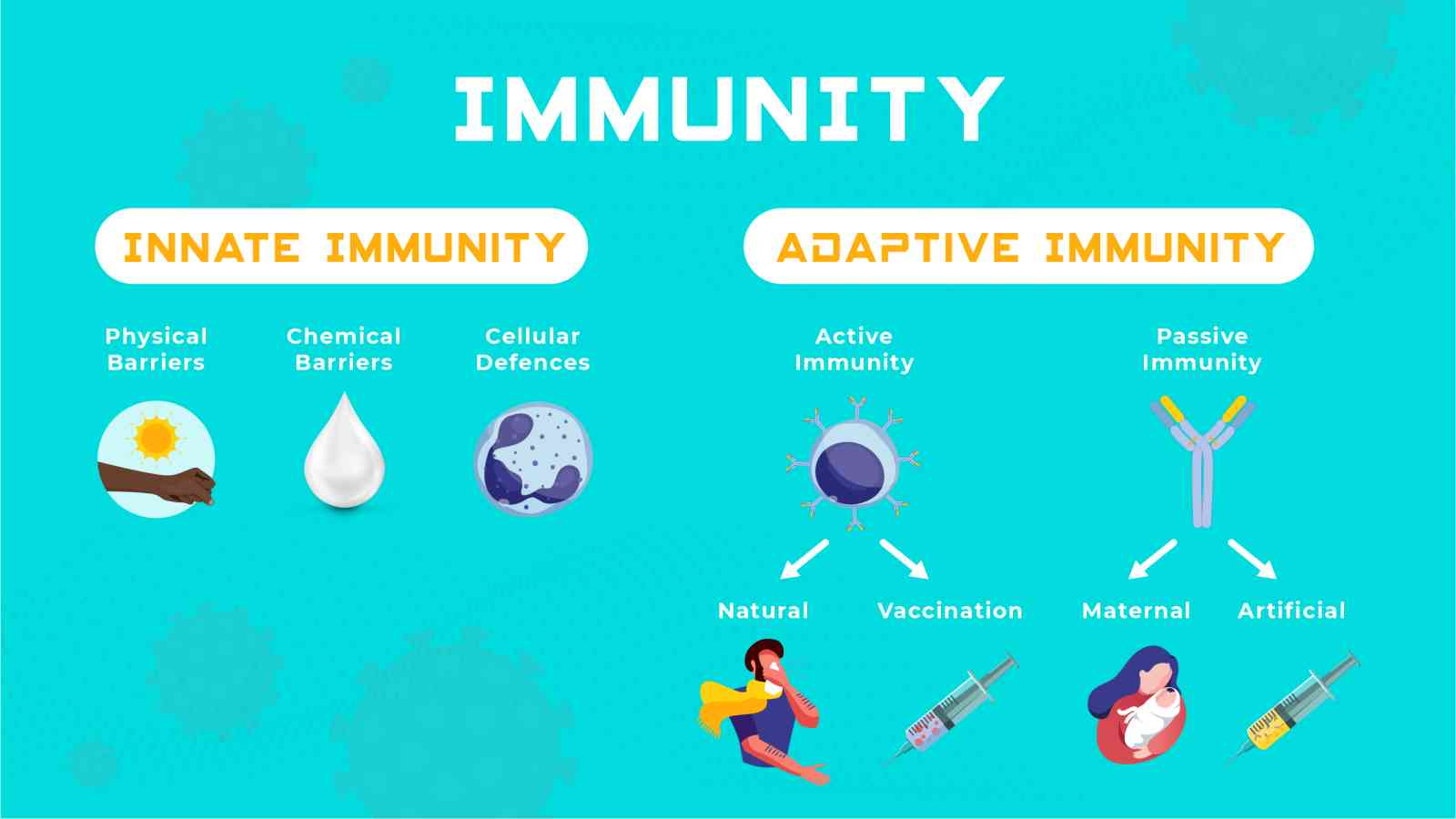 Differences Between Innate and Adaptive Immunity