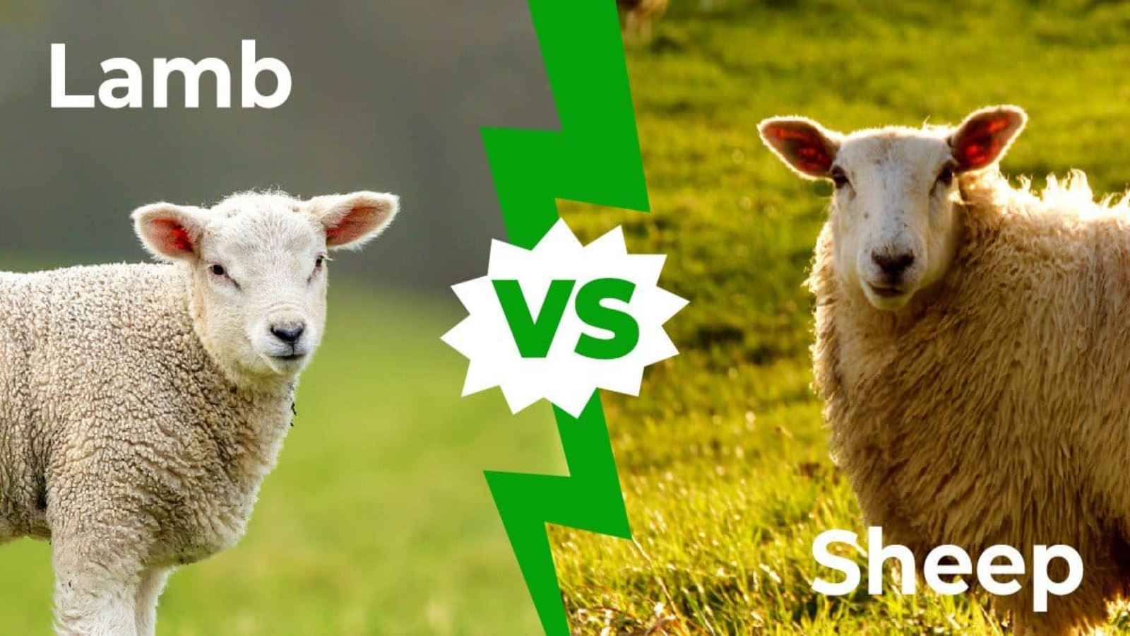 Lamb vs Sheep: Difference between Lamb and Sheep