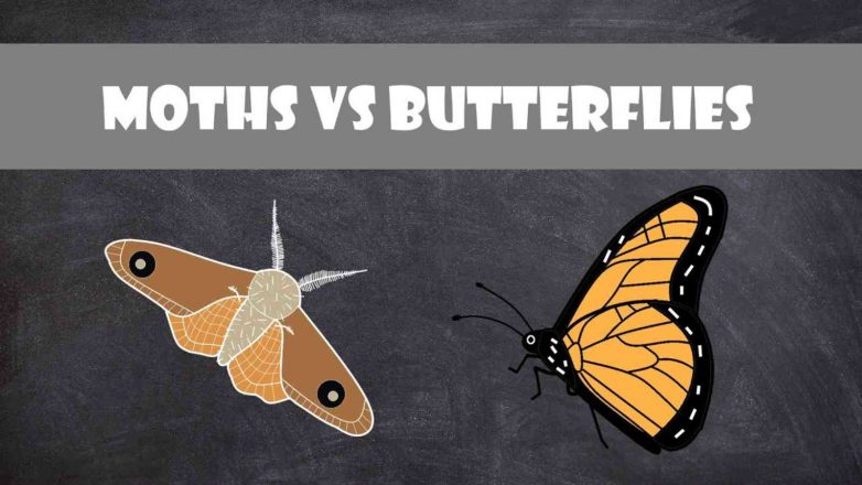 Difference Between Moth and Butterfly
