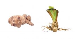 Difference Between Rhizome and Tuber