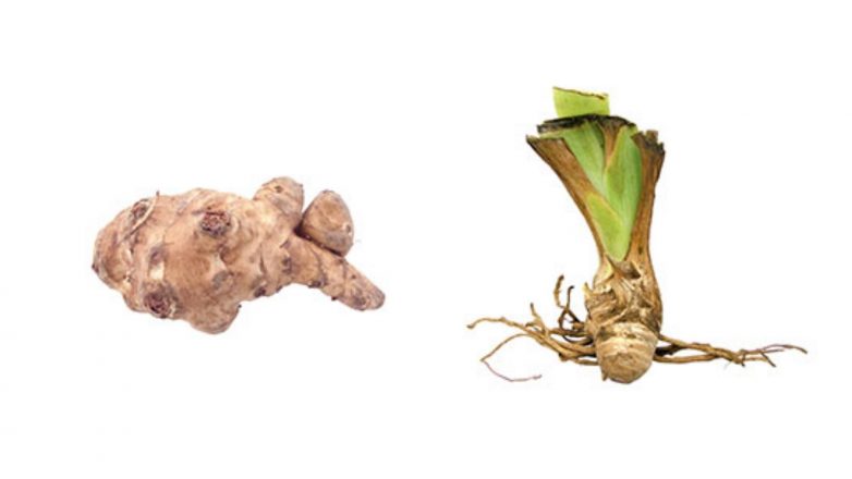 Difference Between Rhizome and Tuber