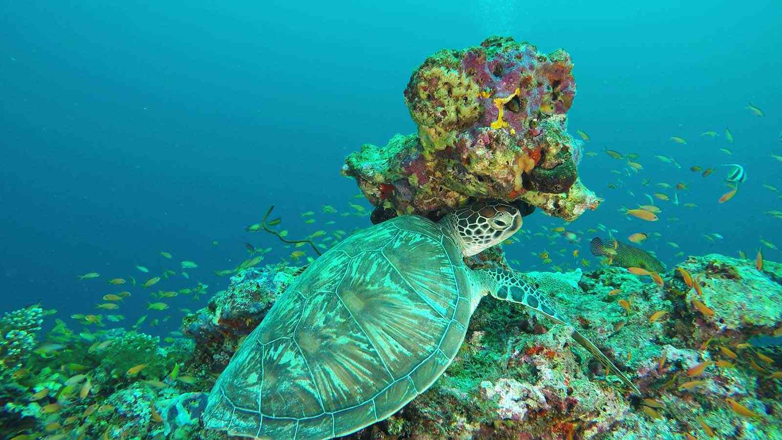 World Sea Turtle Day 2022: Date, History and Facts about Sea Turtles