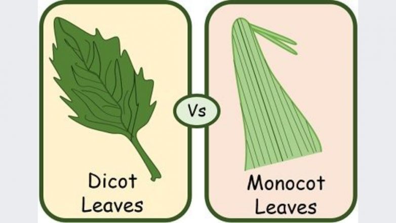 Difference Between Monocot and Dicot Leaf