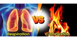 Respiration and Combustion