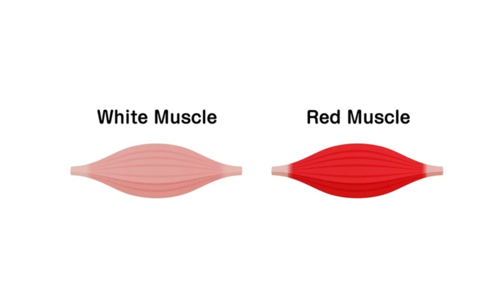Difference Between Red and White Muscle