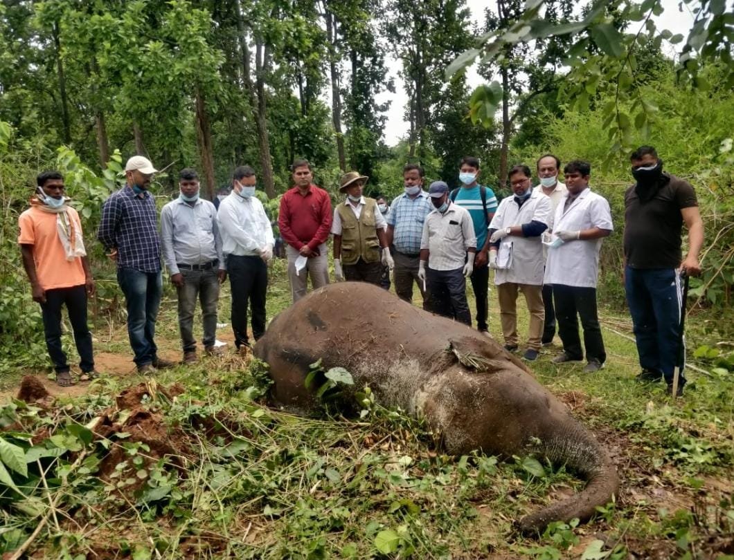 Latehar: Elephant found dead with tusks missing in Balumath jungles Latehar: Elephant found dead with tusks missing in Balumath jungles
