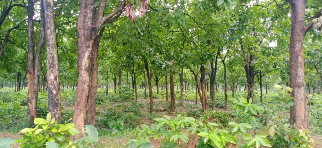 Dhanbad: Ex-DFO's rakhi on one tree turns Tundi's red zone Dhanbad: Ex-DFO's rakhi on one tree turns Tundi's red zone into green belt after 17 years