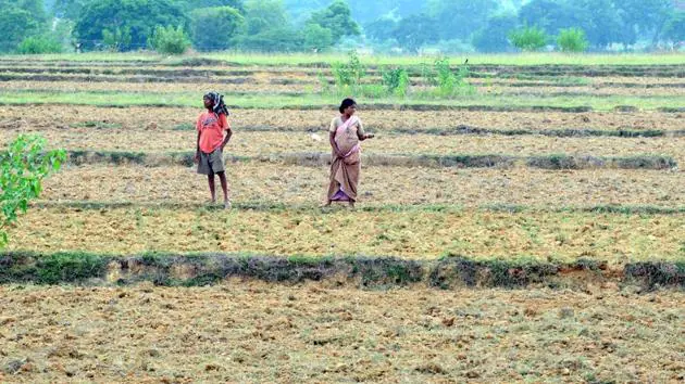 With 40 per cent rain deficit, Jharkhand farmers asked to With 40 per cent rain deficit, Jharkhand farmers asked to opt short-term paddy varieties