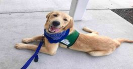 Assistance Dog Day 2022: Date, History and benefits