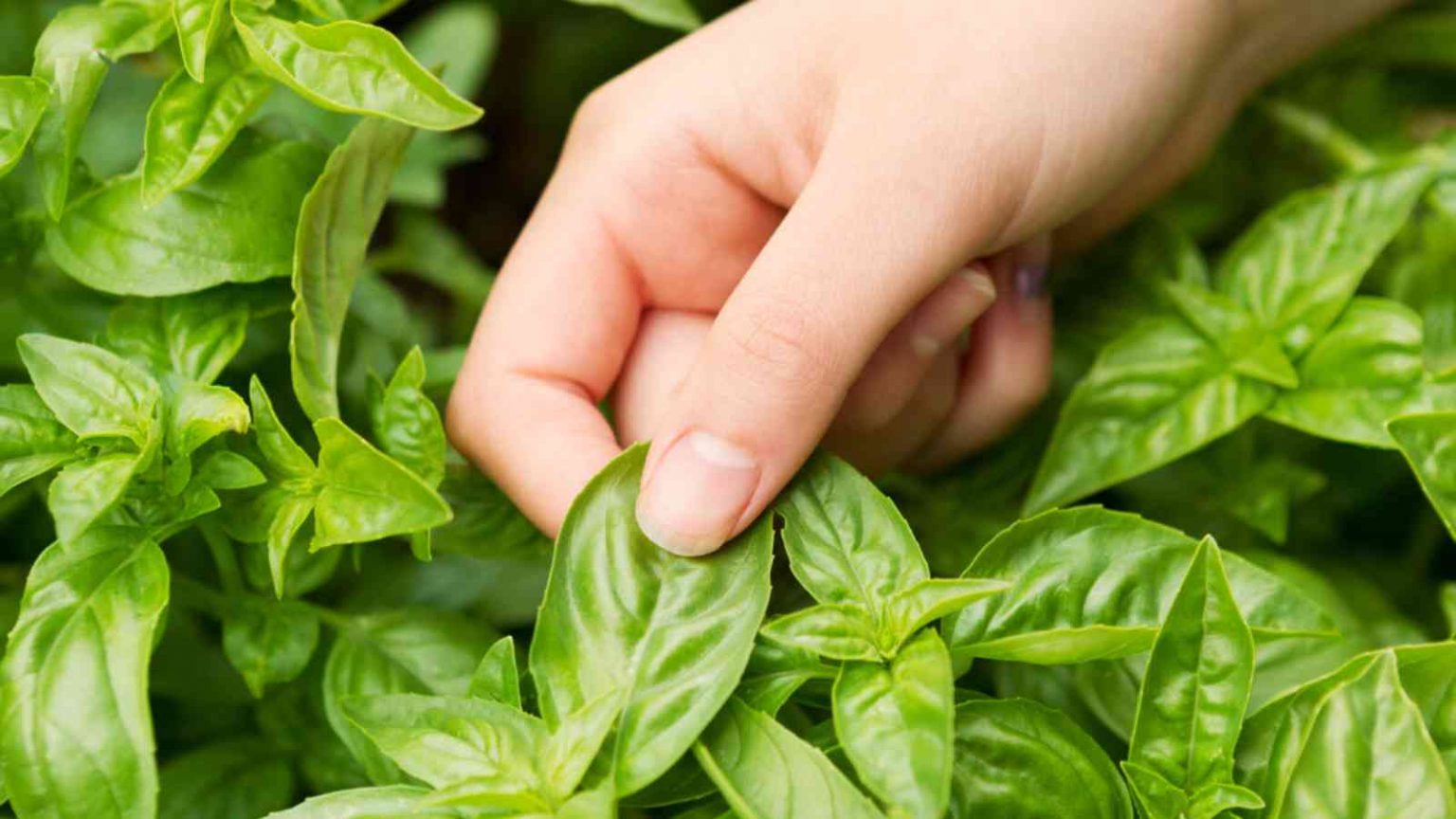 Basil Vs Oregano — What’s The Difference?