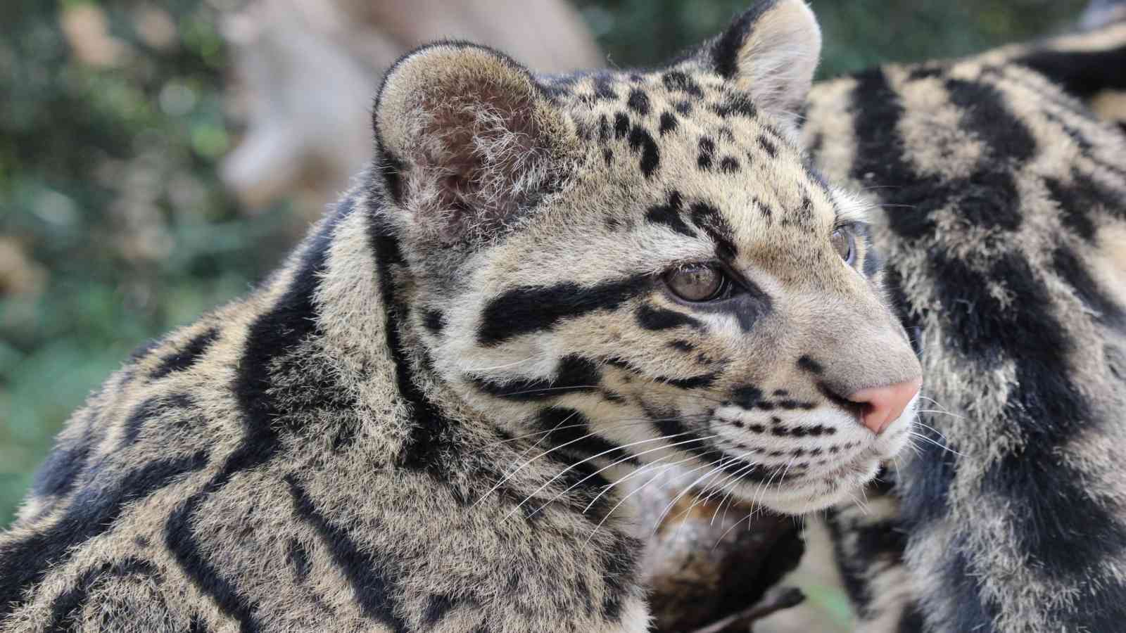 International Clouded Leopard Day 2022: Date, History, Importance