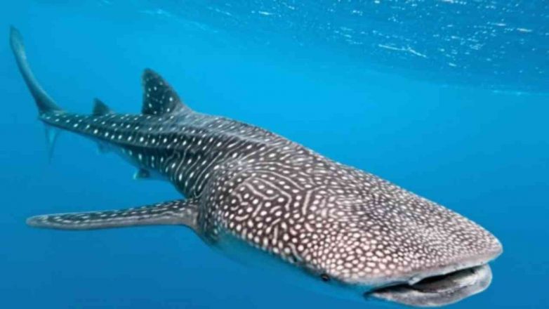 International Whale Shark Day 2022: Date, History and Significance