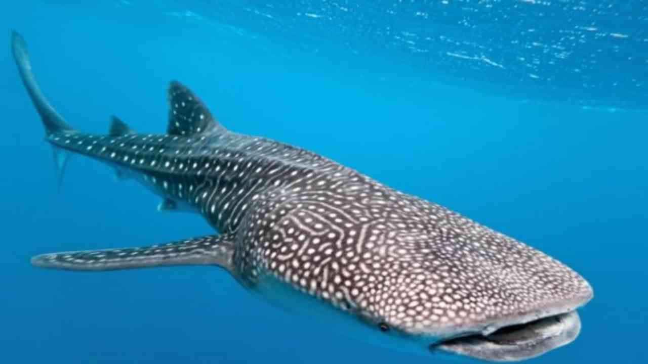 International Whale Shark Day 2022: Date, History and Significance