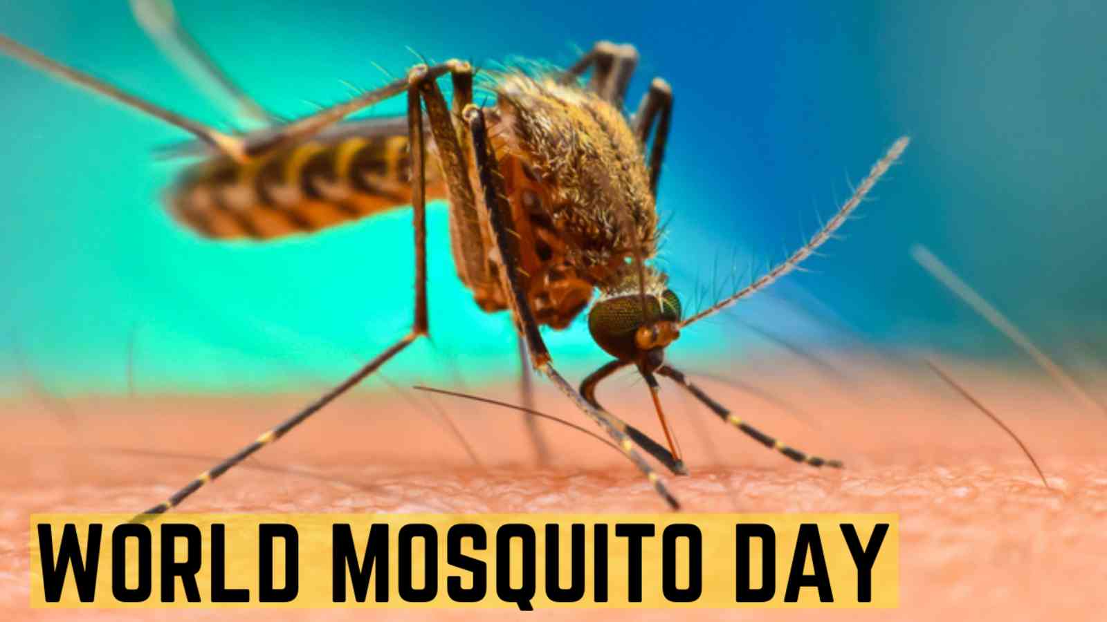 World Mosquito Day 2022: Date, History and Facts About Mosquitoes
