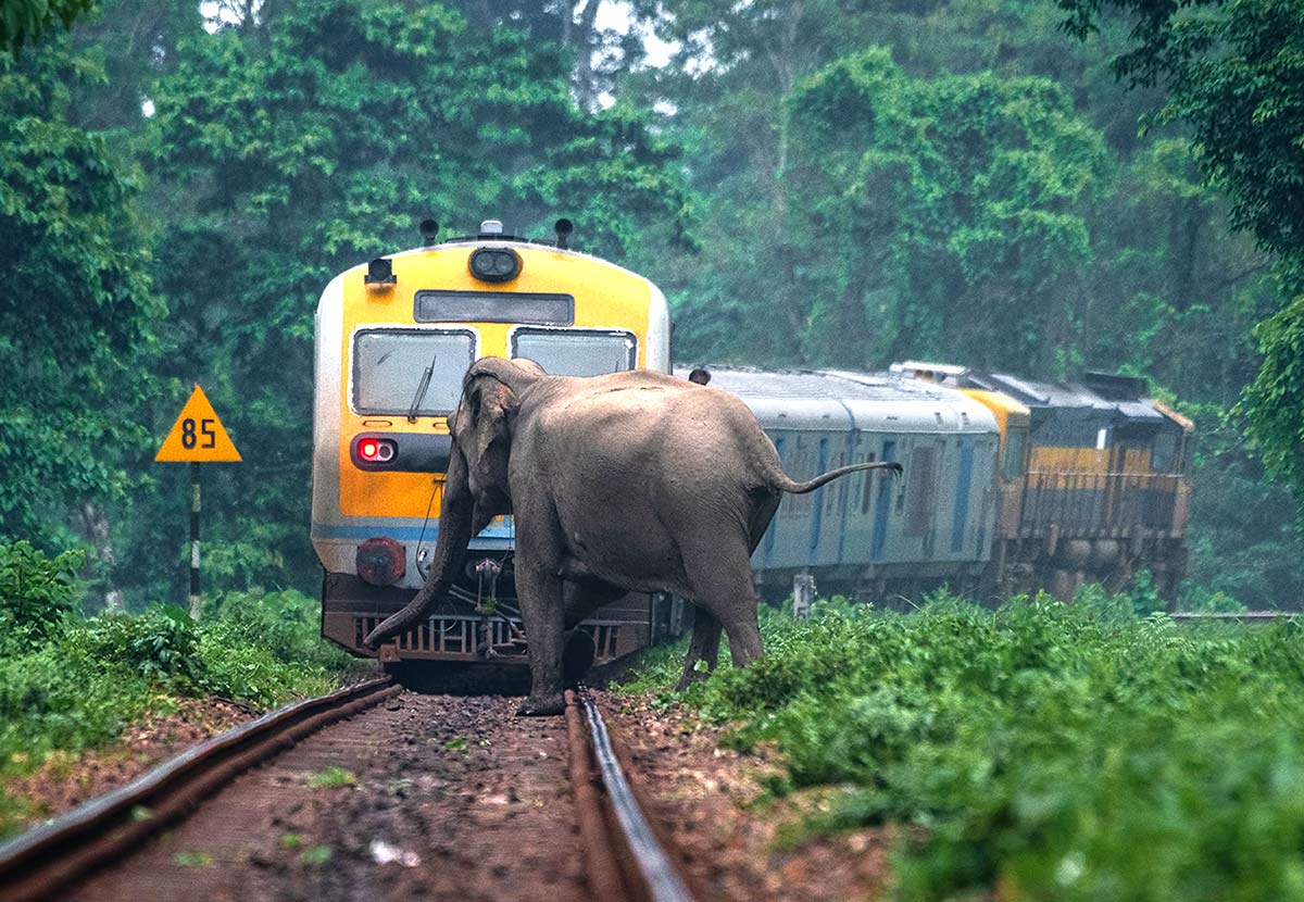 Palamu: Alertness of Shaktipunj Express loco pilots saves dozen elephants
