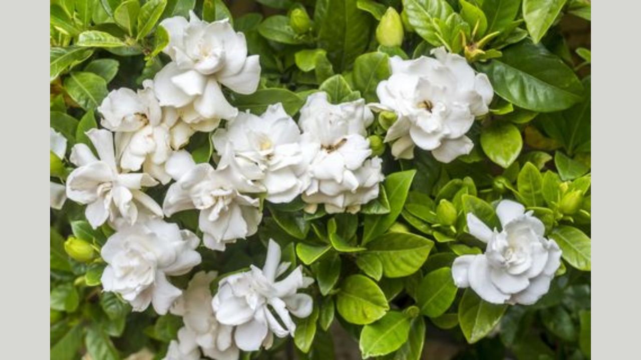 5 of the Best Fragrant Plants that Promote Restful Sleep