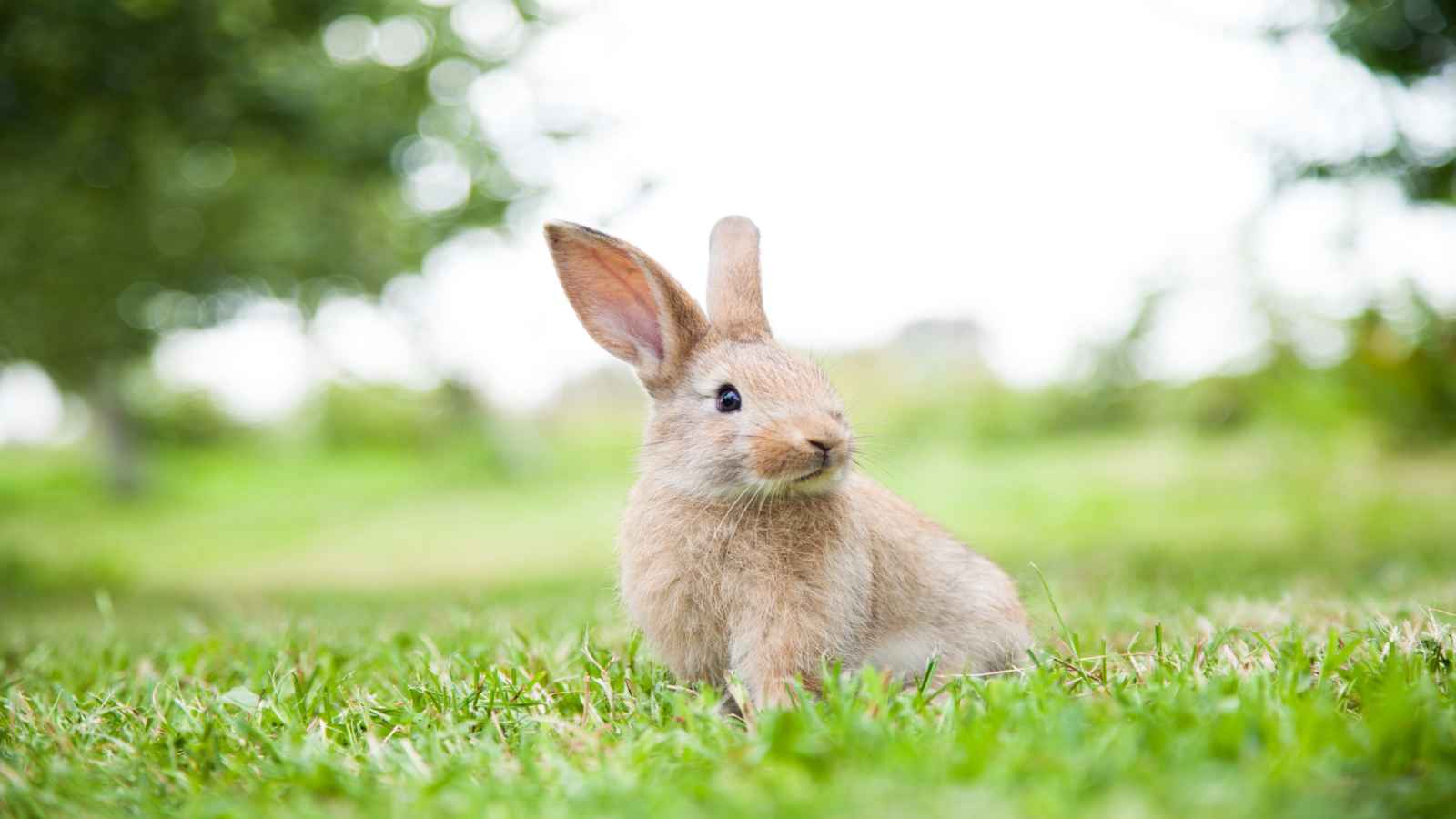 International Rabbit Day 2022: Date, Importance and Significance