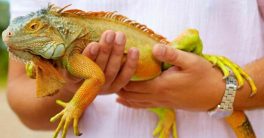 National Iguana Awareness Day 2022: Date, History and Significance
