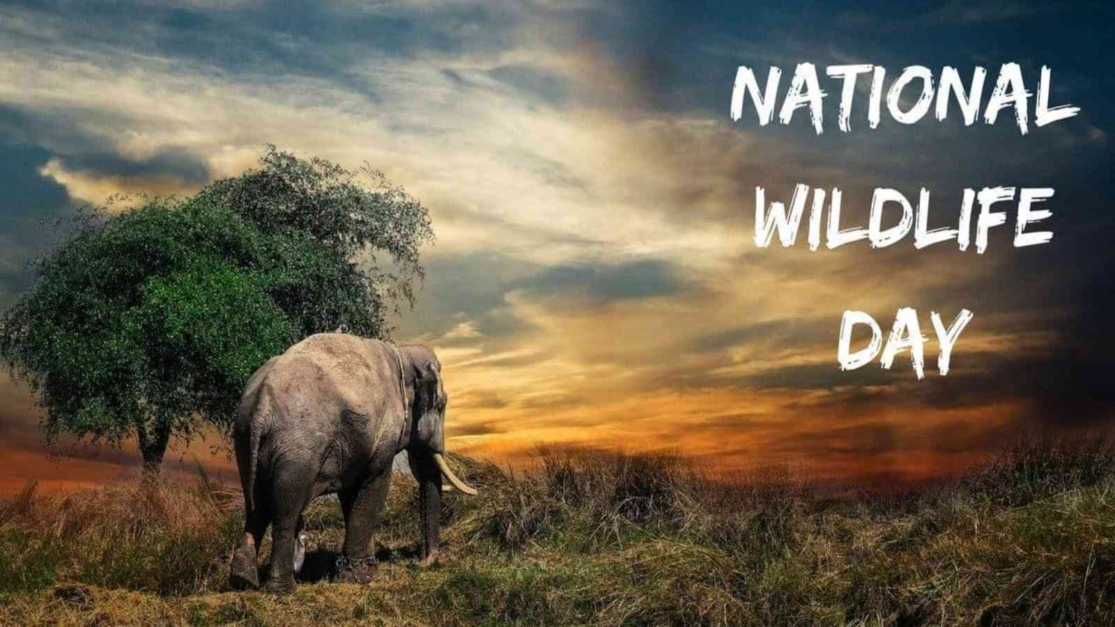National Wildlife Day 2022 (US): Date, History and Significance