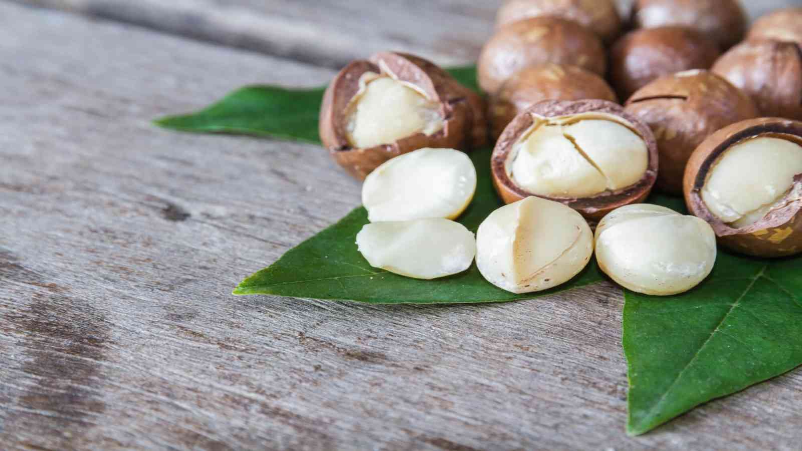 National Macadamia Nut Day – September 4, 2022: All you need to know ...