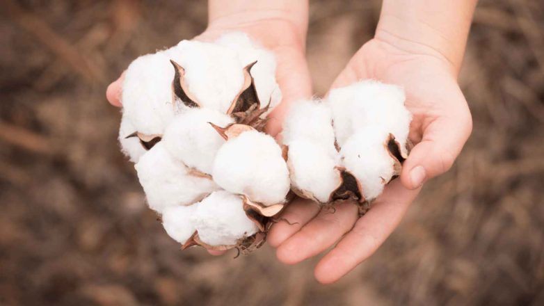 World Cotton Day 2022: Date, History and Importance