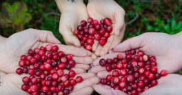 Eat A Cranberry Day 2022: Date, History, Cranberries health benefits