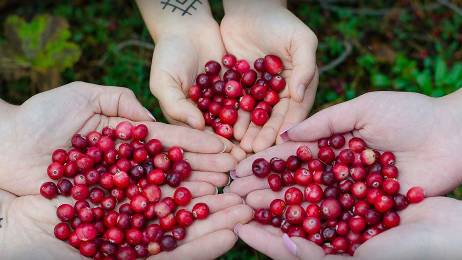 Eat A Cranberry Day 2023 Date, History, Cranberries health benefits