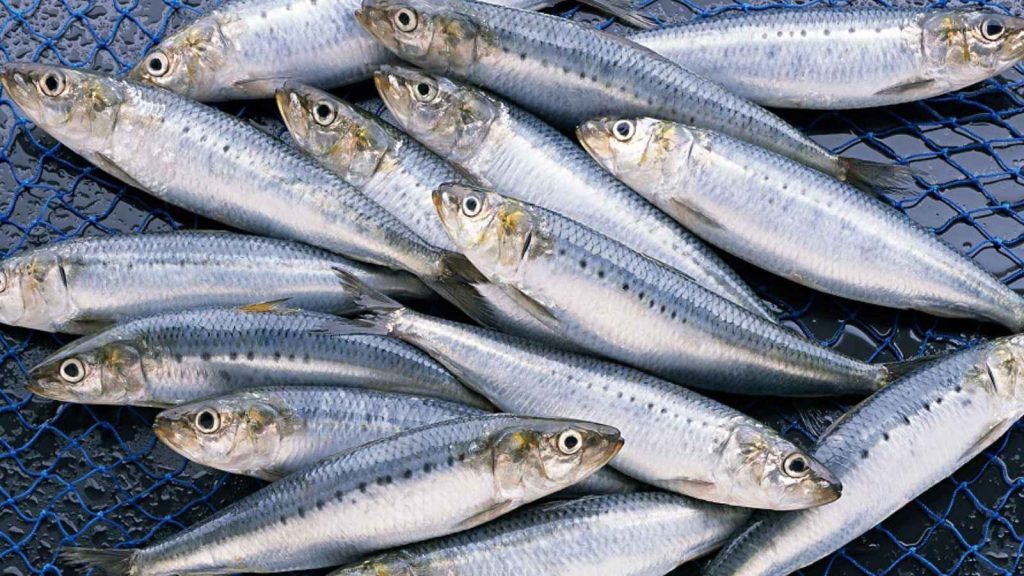 National Sardines Day 2022 Date, History and Sardine Recipes