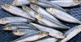 National Sardines Day 2022: Date, History and Sardine Recipes