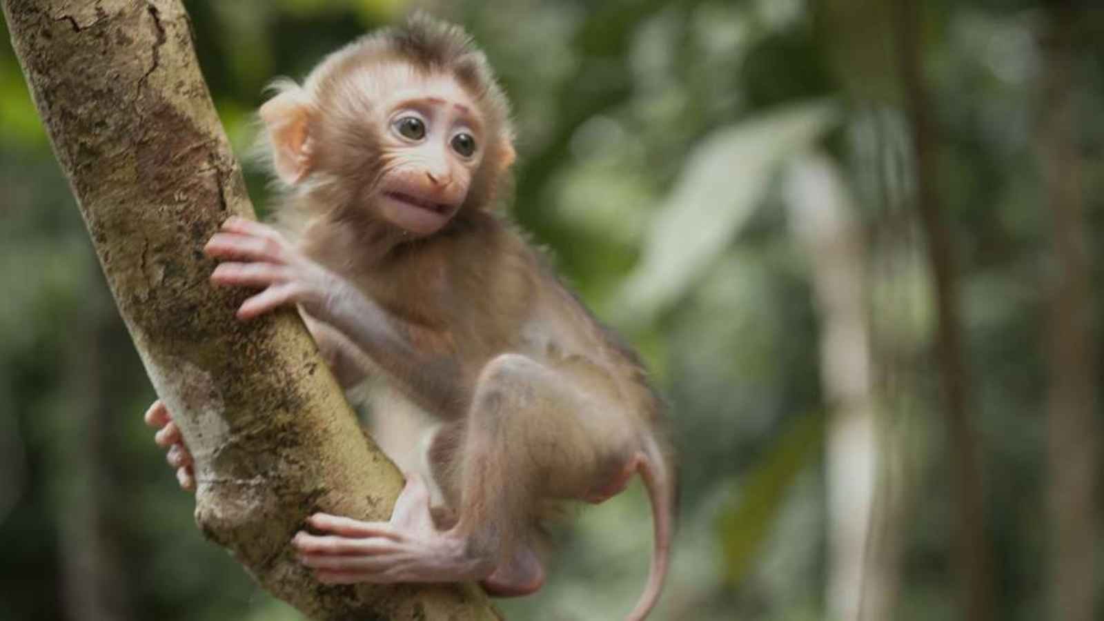 Monkey Day (1) Monkey Day 2023