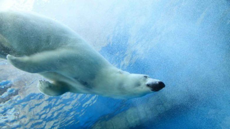 Polar Bear Plunge Day – January 1, 2023