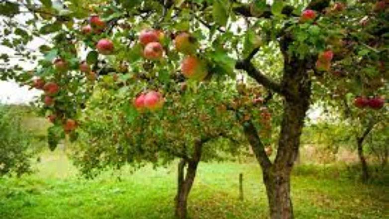 Apple Tree Day 2023: Date, History, Recipes, Fun Facts About Apples