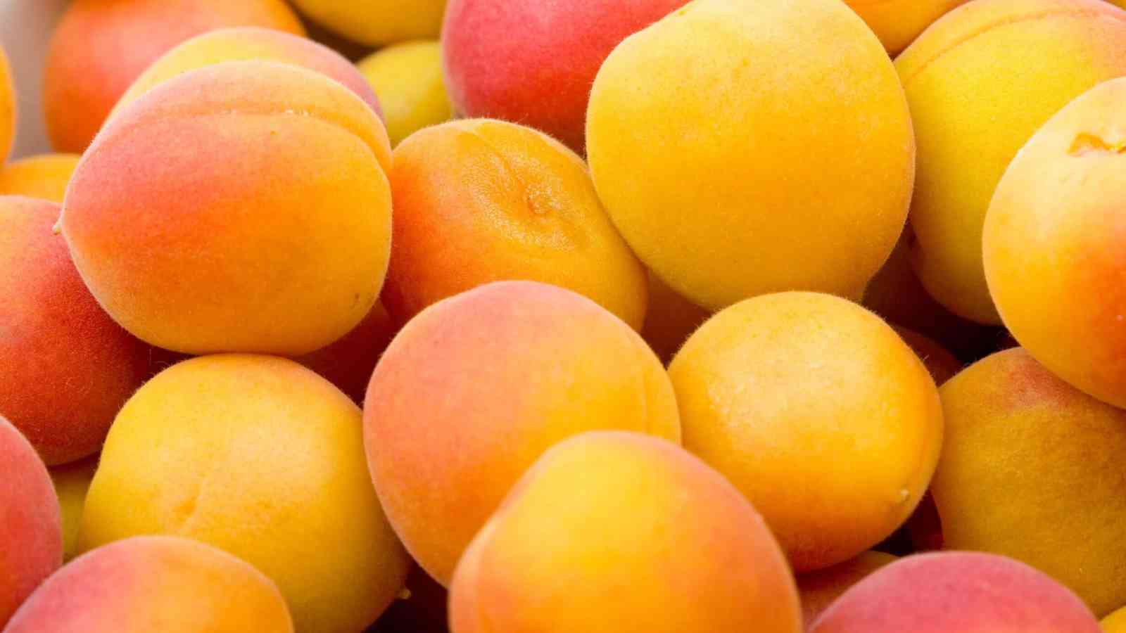 National Apricot Day 2023: Date, Health benefits, Recipes