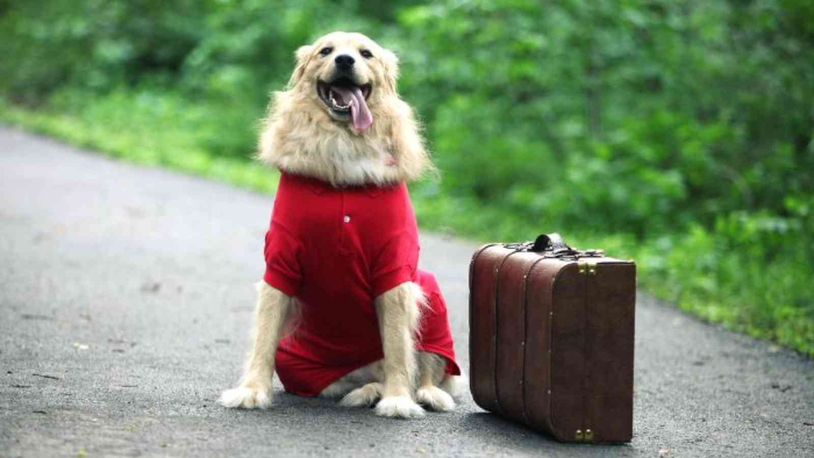 National Pet Travel Safety Day 2023