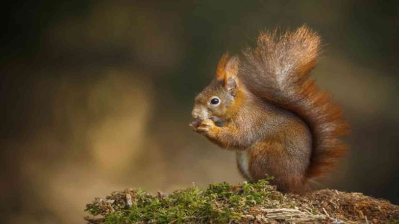 National Squirrel Appreciation Day 2023: Date, History, 10 Fun Facts