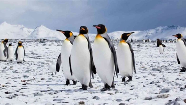 Penguin Awareness Day 2023: Date, History, Fun Penguin Facts
