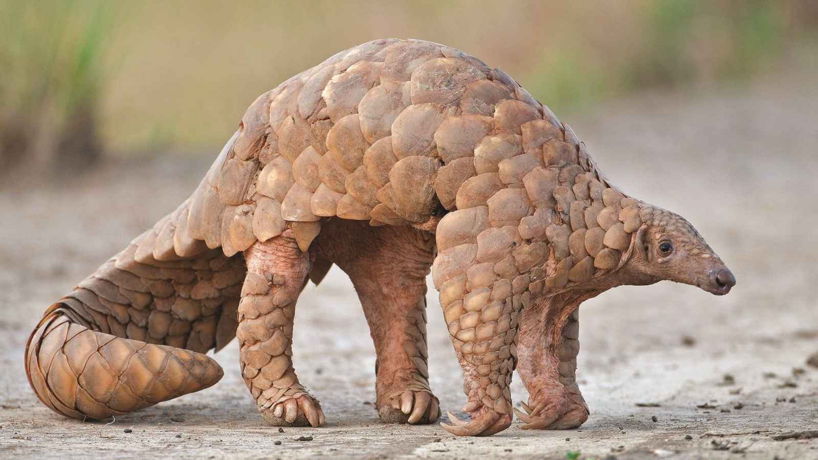 World Pangolin Day 2023: Date, History, Purpose, Different Species