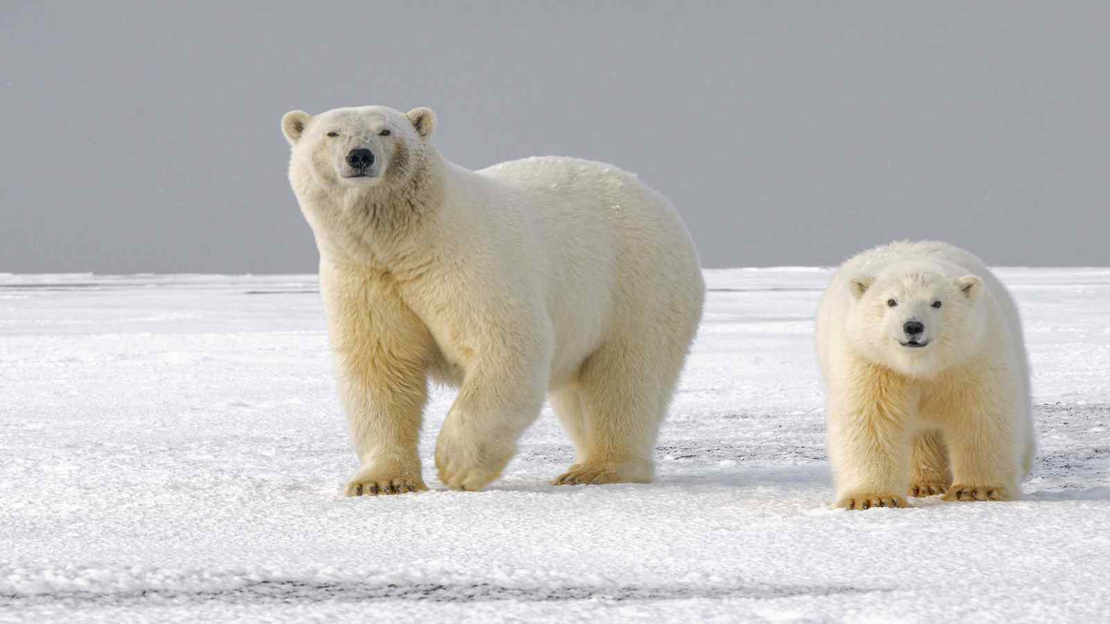 International Polar Bear Day 2023: Date, History, Fun Facts