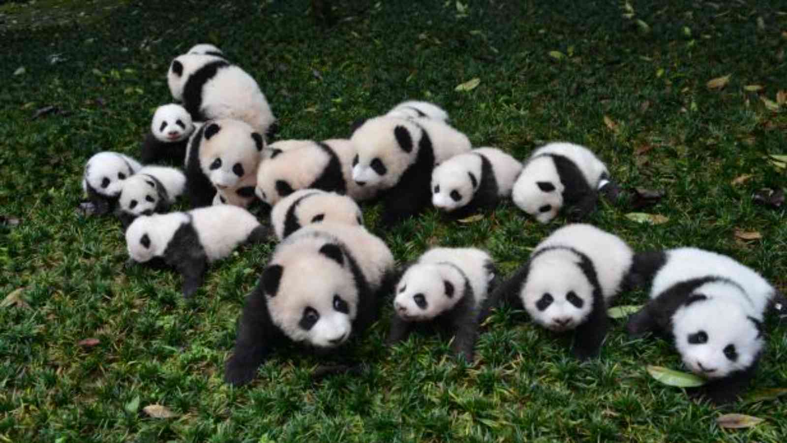 National Panda Day 2023: Date, History, Facts, Activities