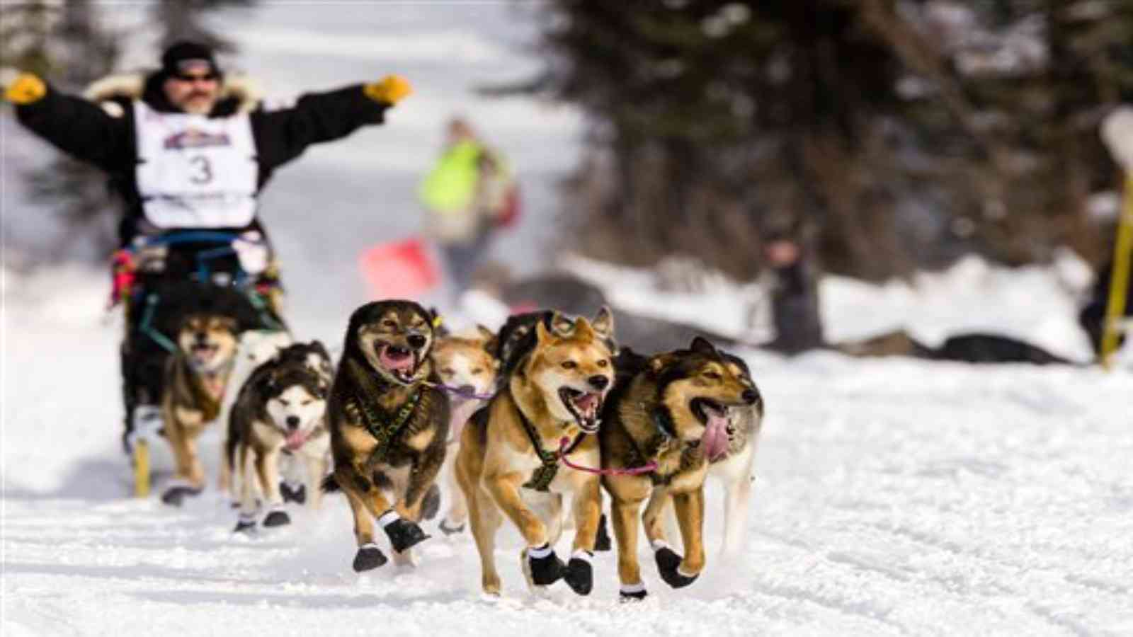 Iditarod Trail Sled Dog Race 2023: Date, History, Facts, Activities