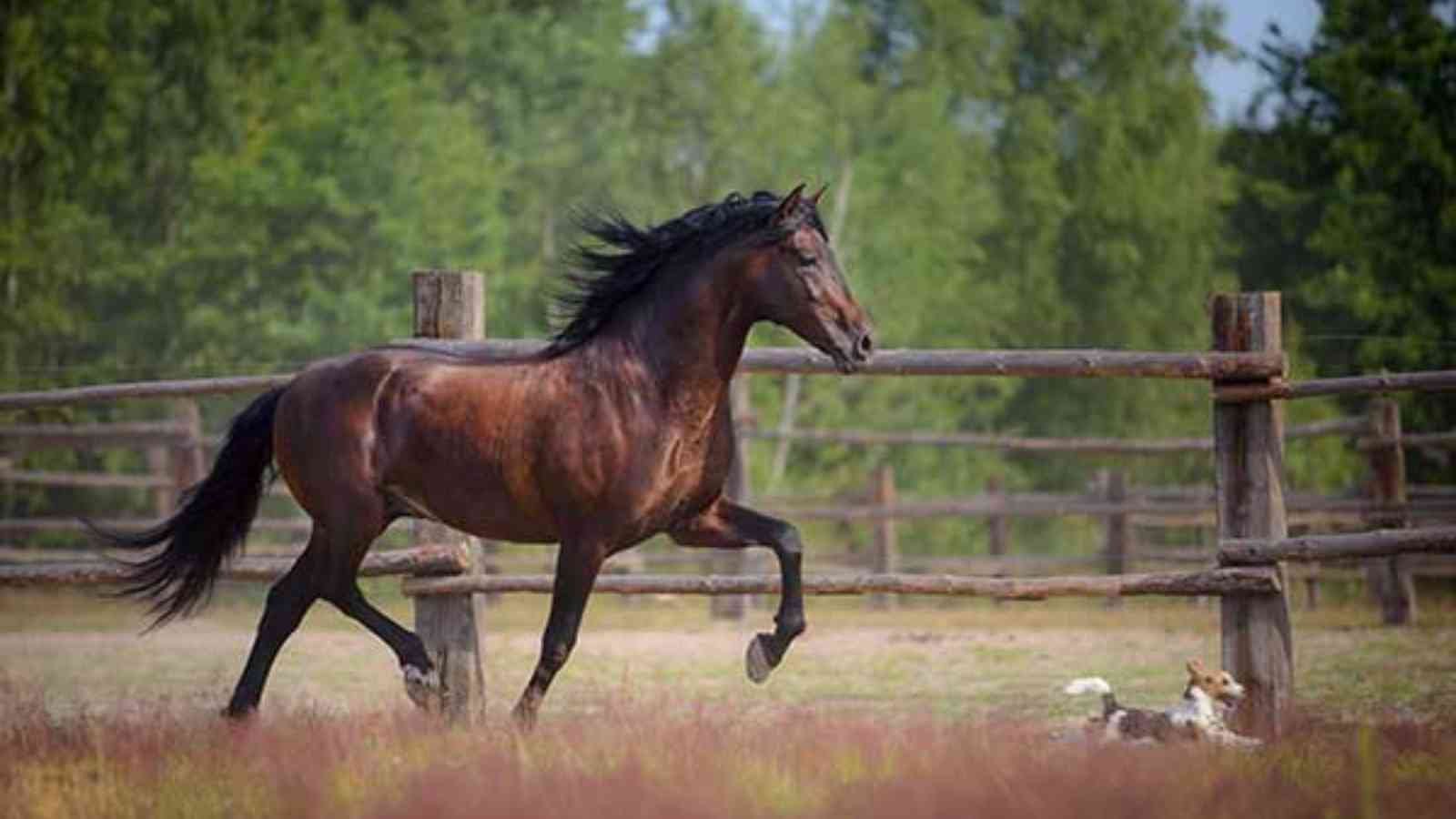 National Horse Protection Day National Horse Protection Day 2023: Date, History, Facts
