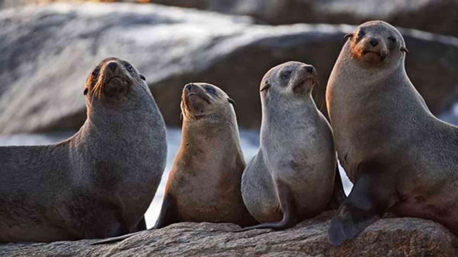 International Day Of The Seal 2023: Date, History, Facts about Seals